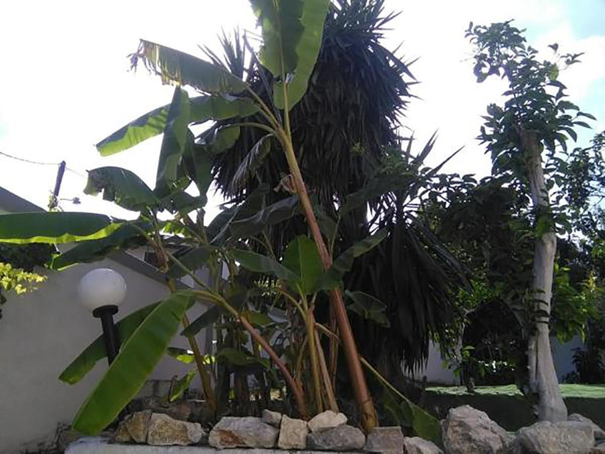 מוראיטיקה Aragorn Paradise Garden מראה חיצוני תמונה